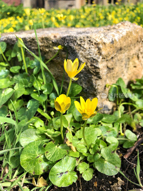 小白屈菜(Ficaria verna)的黄色花与绿色斑纹心形叶子，聚焦前景